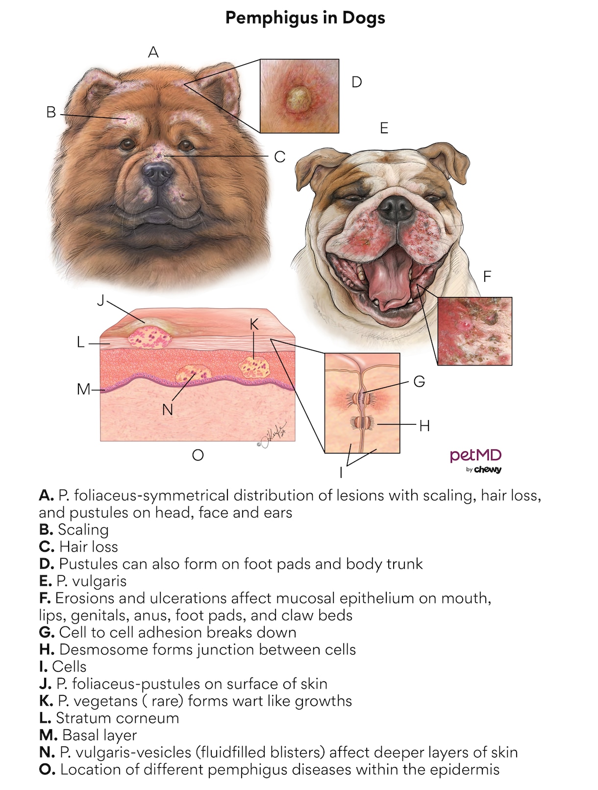 pemphigus in dogs; a diagram of what this condition looks like in dogs.